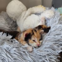 Rosie, chatte à adopter