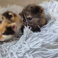 Flamme, chatte à adopter