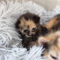 Lune, chatte à adopter
