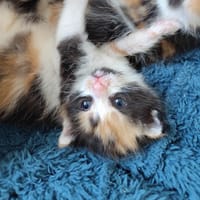 Bonnie, chatte à adopter