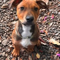 BLUE, chien à adopter