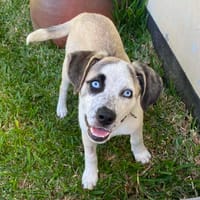 SUMMER, chien à adopter