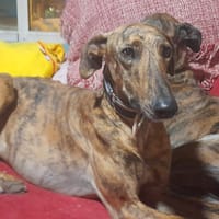 PAQUITO, chien à adopter