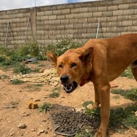 BONACHO, chien à adopter