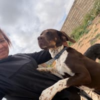 CHOCOLATE, chien à adopter