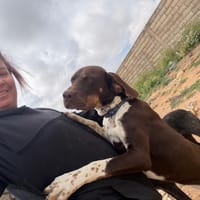 CHOCOLATE, chien à adopter