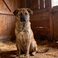 FINJA, chien à adopter