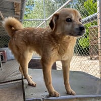 DINGO, chien à adopter