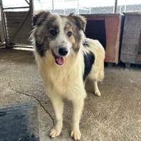FIENE, chienne à adopter