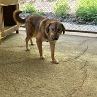 LOLA, chienne à adopter