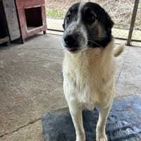 ALINA, chienne à adopter