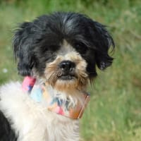 BOB, petit chien affectueux, chien à adopter