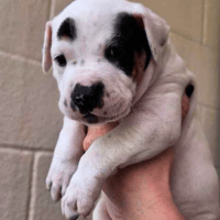 Nico O'Riley, dog to adopt
