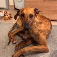 ROSSI, chien à adopter