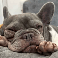 Duchess, female dog to adopt