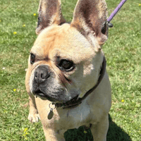 Cooper and Daisy, dog to adopt
