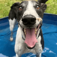 Jack, dog to adopt