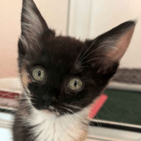 Whitney, female cat to adopt