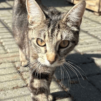 Maggie, female cat to adopt
