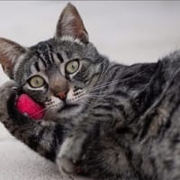 MISU, chat à adopter