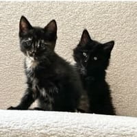 MONET et PICA, chat à adopter