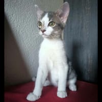 BLAIDD, chat à adopter