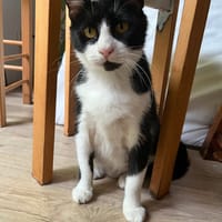 Mia, chatte à adopter