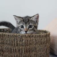 Fluff, chatte à adopter
