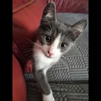 BOOMY, chat à adopter