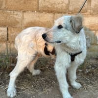 MANOLITO, chien à adopter