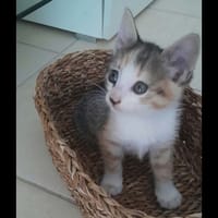 CLEMENTINE, chatte à adopter