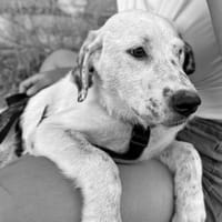PECA, chienne à adopter