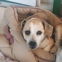 CUCA, chienne à adopter