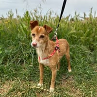 FILEMON, chien à adopter