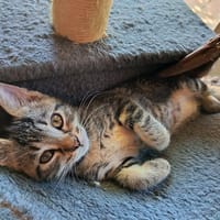BATNA, chatte à adopter