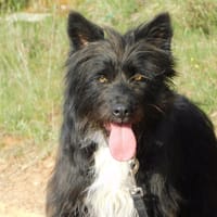 MIREN, chienne à adopter