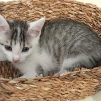 *PLUME*, chatte à adopter