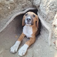 strella, chienne à adopter