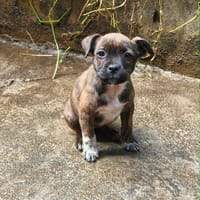 MANAPANY, chienne à adopter