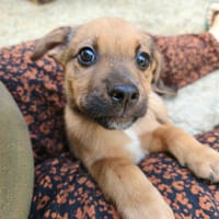 MAFATE, chien à adopter