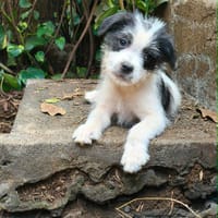 MOUFIA, chienne à adopter