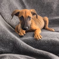 ROOKIE, CHIOT FEMELLE BERGER CRÉOLE, chienne à adopter