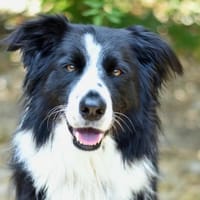 SUNNY, chien à adopter