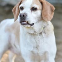 ALBA, chienne à adopter