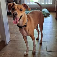 Bella, perra en adopción