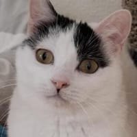 Indira, unsere scheue Schönheit, Katze zur Adoption