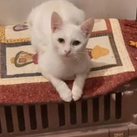 Shaddow Schneeweißes Wölkchen, Kater zur Adoption