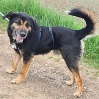 MAX wartet auf PS in 50170 Kerpen, Hund zur Adoption