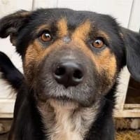 MAX in 50170 Kerpen sucht ein PS, Hund zur Adoption