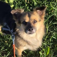 Pauli ein kleiner Flummi mit Kuschelfaktor, Hund zur Adoption